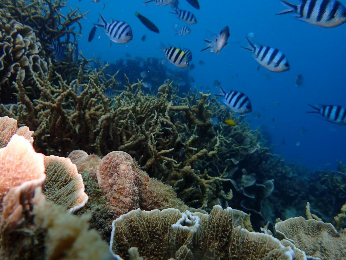 Blue Coral Homestay Karimunjawa Esterno foto